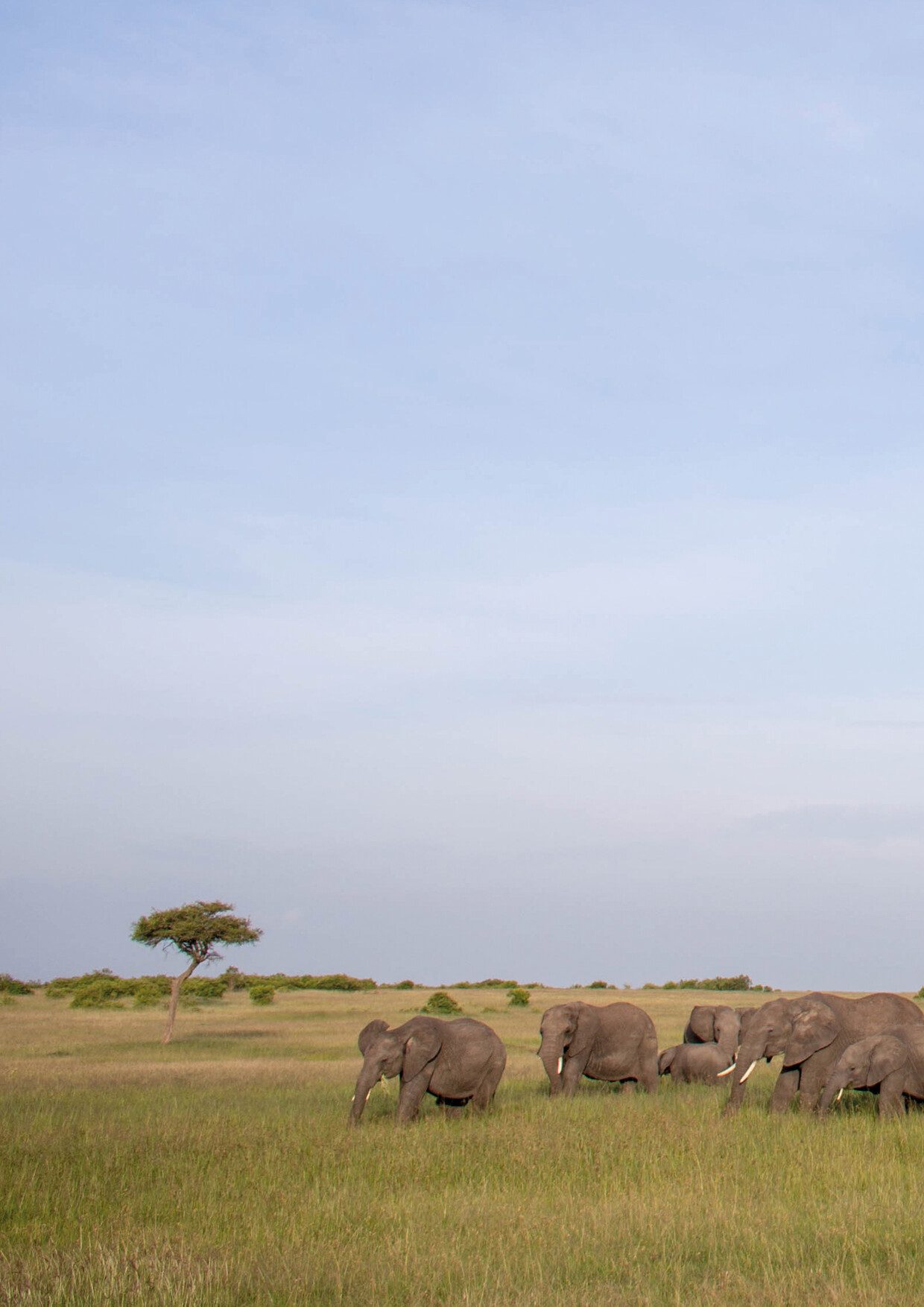 8-Day Magical Kenya Safari Experience