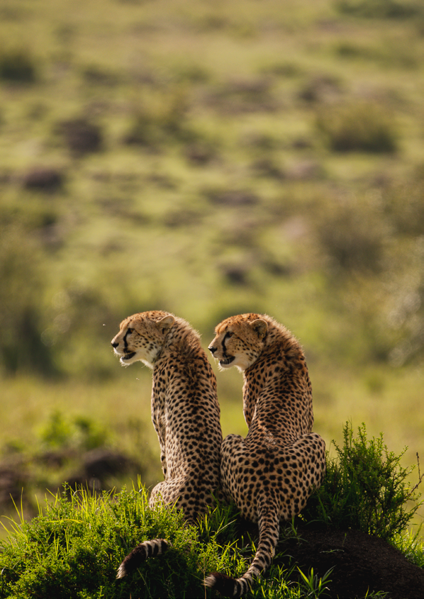 SkySafari East Africa